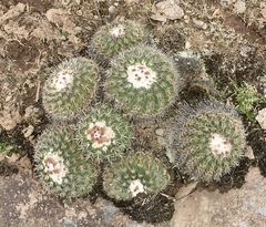 Parodia langsdorfii