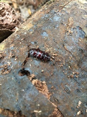 Uloma tenebrionoides