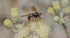 Mitrodetus dentitarsis