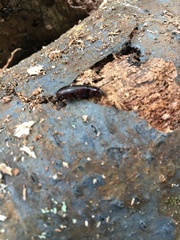 Uloma tenebrionoides