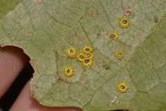 Aleurocanthus ceracroceus