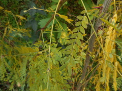 Gleditsia triacanthos