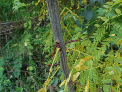 Gleditsia triacanthos