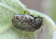 Calligrapha multipustulata