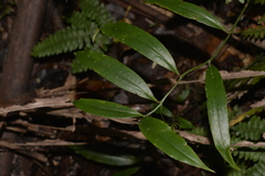 Petermannia cirrosa