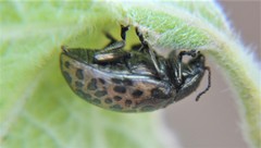 Calligrapha multipustulata
