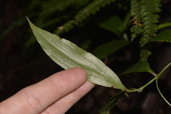 Petermannia cirrosa