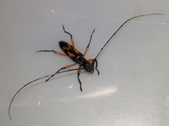 Thoracibidion flavopictum