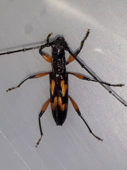 Thoracibidion flavopictum