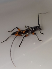 Thoracibidion flavopictum