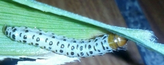 Palpita flegia