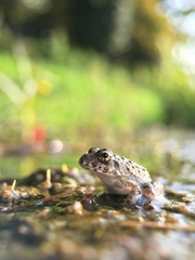 Fejervarya kawamurai