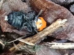 Creophilus erythrocephalus