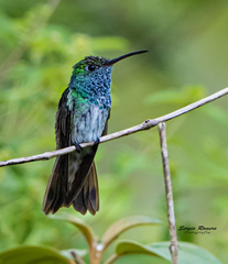 Honduran Emerald photo 3