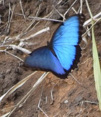 Morpho helenor peleides