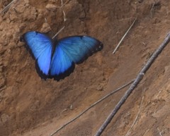Morpho helenor peleides