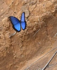 Morpho helenor peleides