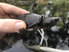 Sternotherus intermedius