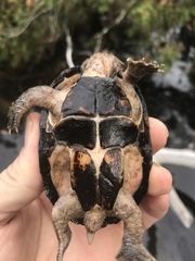 Sternotherus intermedius