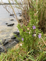 Lycium carolinianum