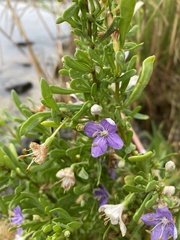 Lycium carolinianum