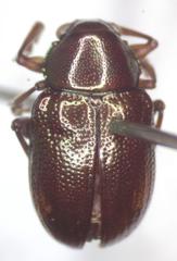 Allocolaspis
