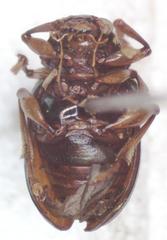 Allocolaspis