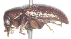 Allocolaspis