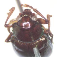 Allocolaspis