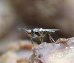 Prochyliza xanthostoma