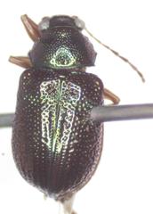 Percolaspis
