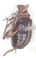 Percolaspis