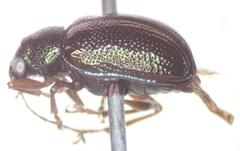 Percolaspis