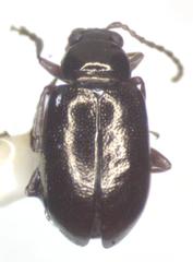 Lysathia