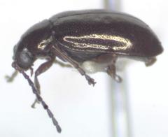 Lysathia