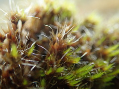 Campylopus atrovirens