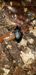 Carabus vinctus