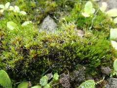 Campylopus atrovirens