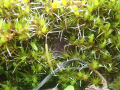 Campylopus atrovirens