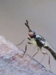 Prochyliza xanthostoma