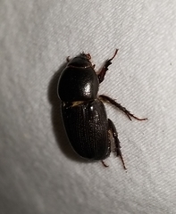 Euetheola