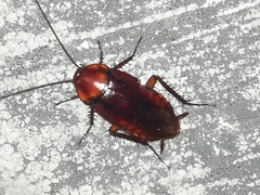 Periplaneta brunnea