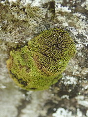Grimmia torquata