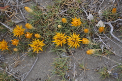 Chuquiraga aurea