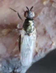 Prochyliza xanthostoma