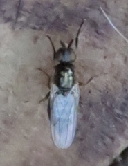 Prochyliza xanthostoma