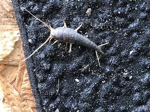 Common Silverfish photo 6