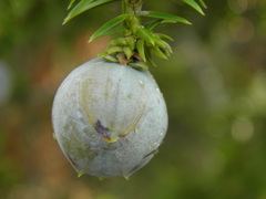 Juniperus drupacea