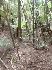 Hedycarya arborea