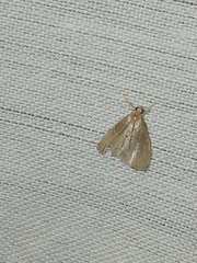 Glaphyria sesquistrialis